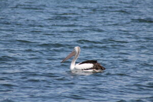 Image of pelican swimming in Lake Awoonga